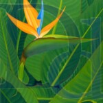 Bird of Paradise | SOLD | 24" x 30"