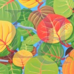 Botelho's Bay Grape | Not Availale | 24" x 64"