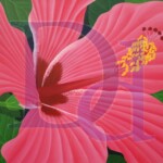 Common Pink Hibiscus | Available | $3,000 | 40" x 32"