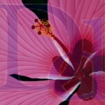 Heart of Hibiscus | SOLD | 16" x 20"