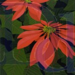 Poinsettia | Available | $2,300 | 24" x 30"