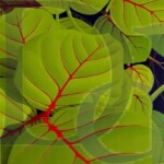 Bay Grape | SOLD | 24" x 30"