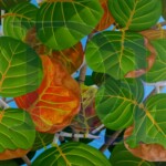 Through the Bay Grape